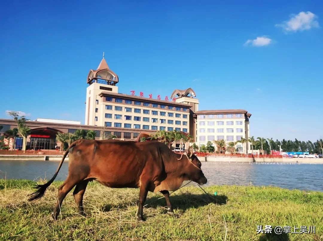 吴川精彩的比赛,吴川市大型比赛