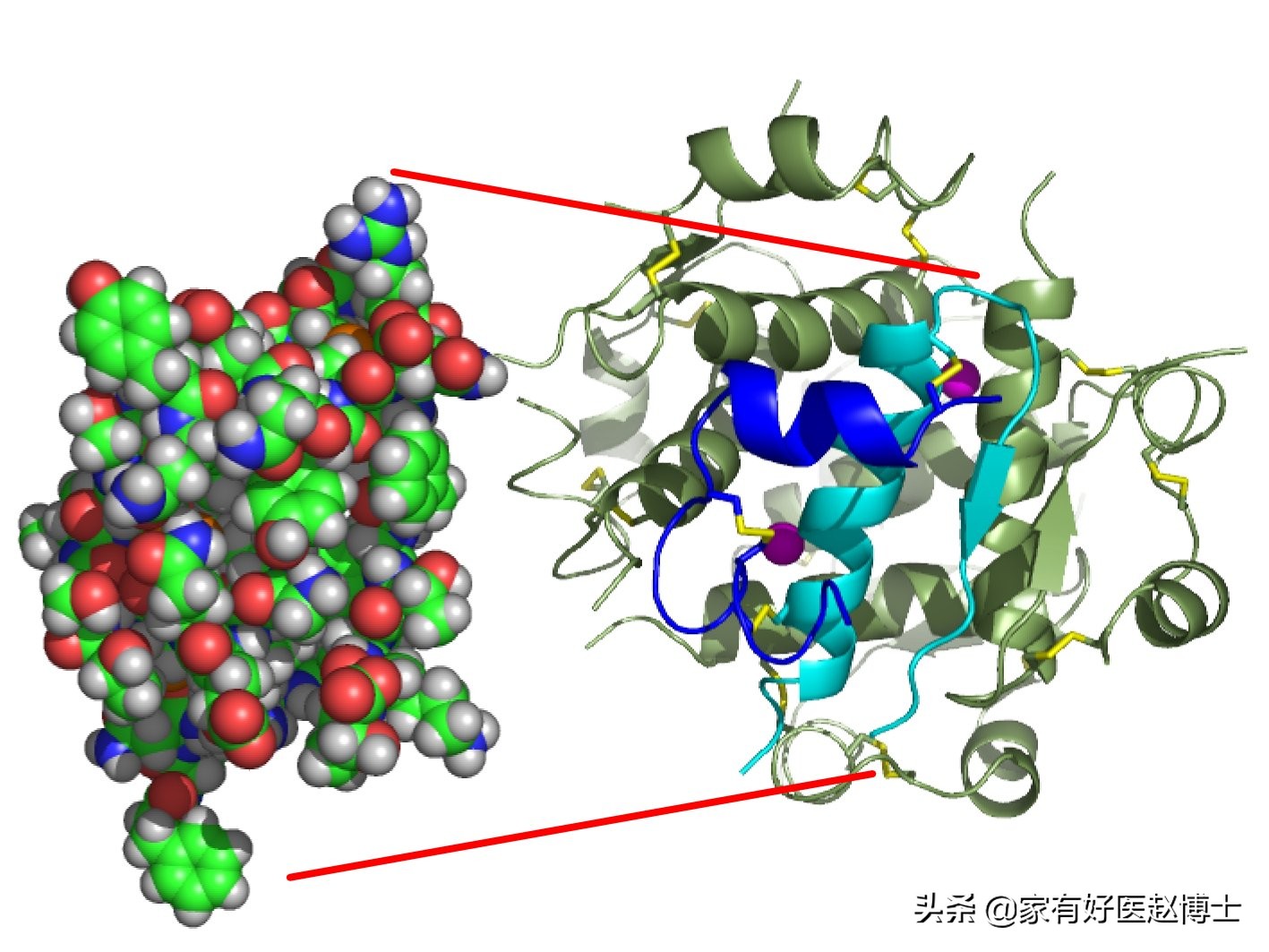 体重一直下降是胰岛素抵抗吗,体重总是增长