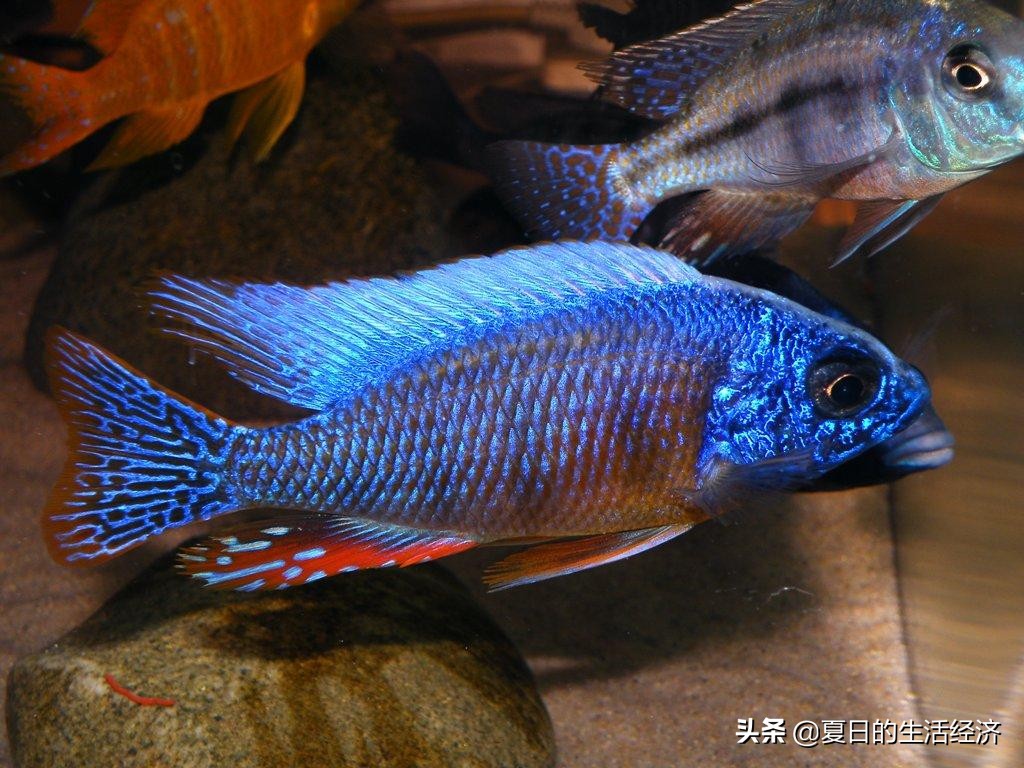 回忆三湖,三湖慈鲷纪念