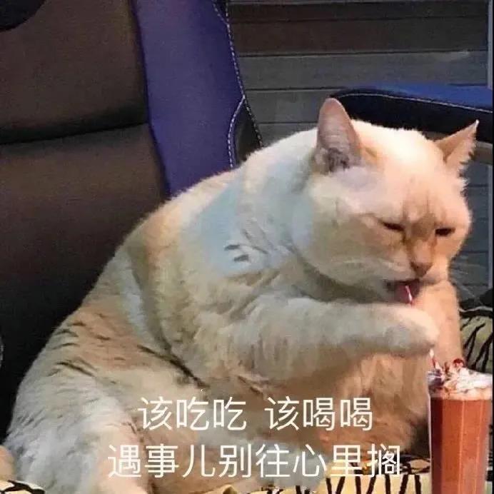 沙雕猫片，笑到床塌！自从做了卑微的铲屎官，比一个人时刺激多了