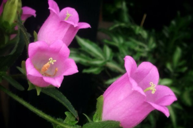 风铃草叶绿蔫了土湿的补救办法,风铃草蔫了怎么补救