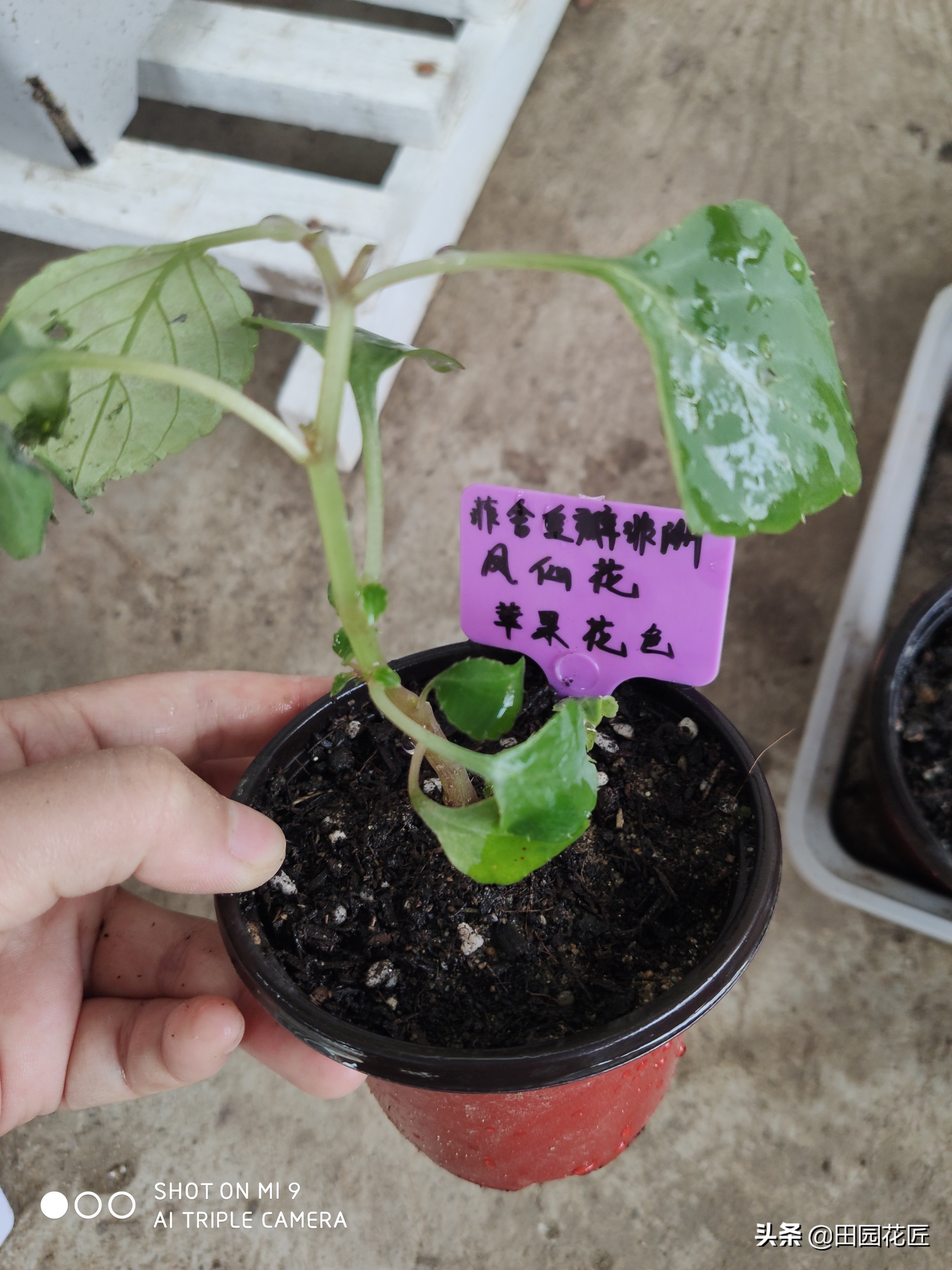 非洲重瓣凤仙，度夏困难易死株？其实不然，只因您没有这样养护