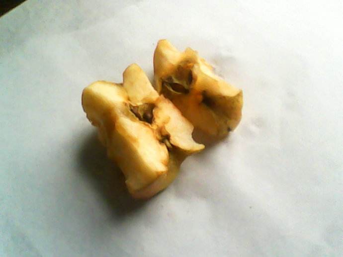 吃剩的水果种子种盆栽,吃剩下的种子种盆栽