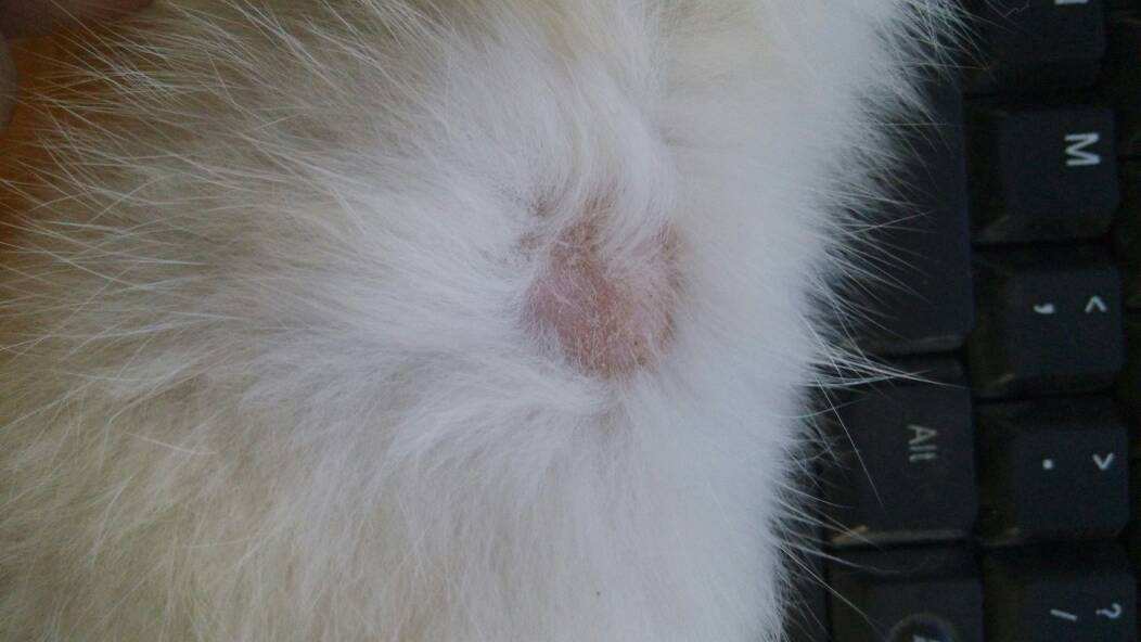 猫癣该怎么治疗能彻底,猫藓怎么样