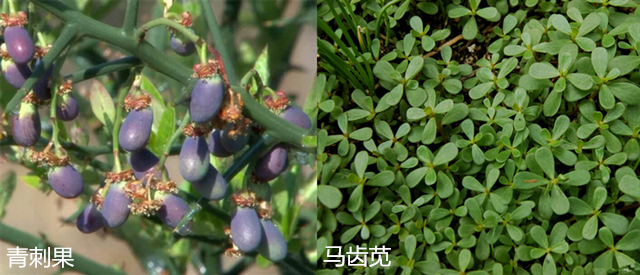 一见到女生就会脸红怎么回事,一出门脸就泛红怎么回事