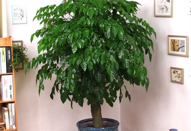 净化空气吸甲醛最好的植物有哪些,除了绿萝还有什么植物去甲醛