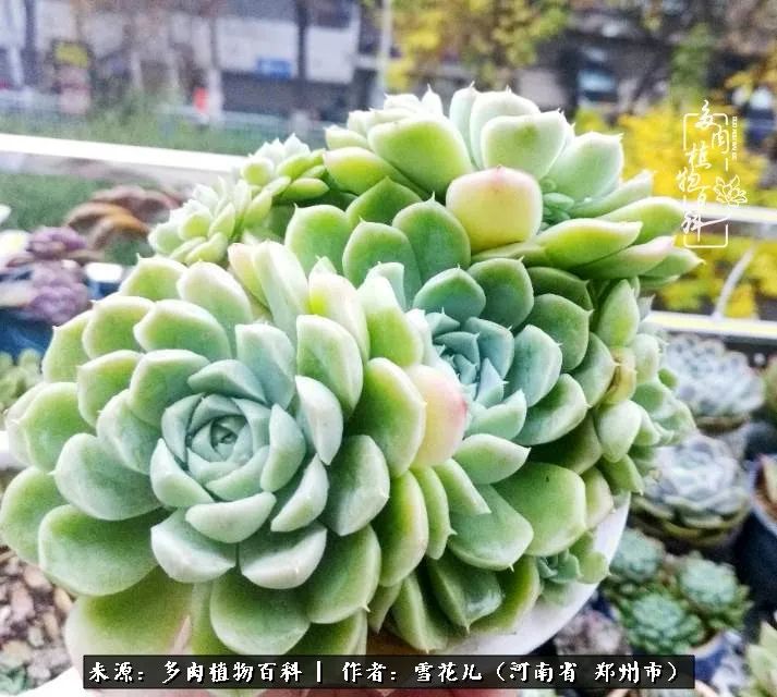 我的多肉乐园,多肉三寸阳台效果图