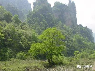 画说回龙观,北京最漂亮的森林公园