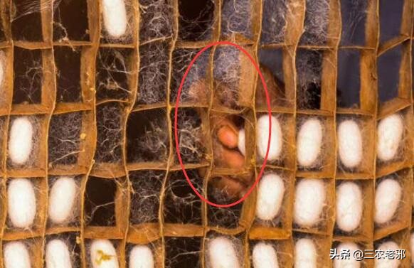 蚕茧如何增重,如何提高蚕簇利用率