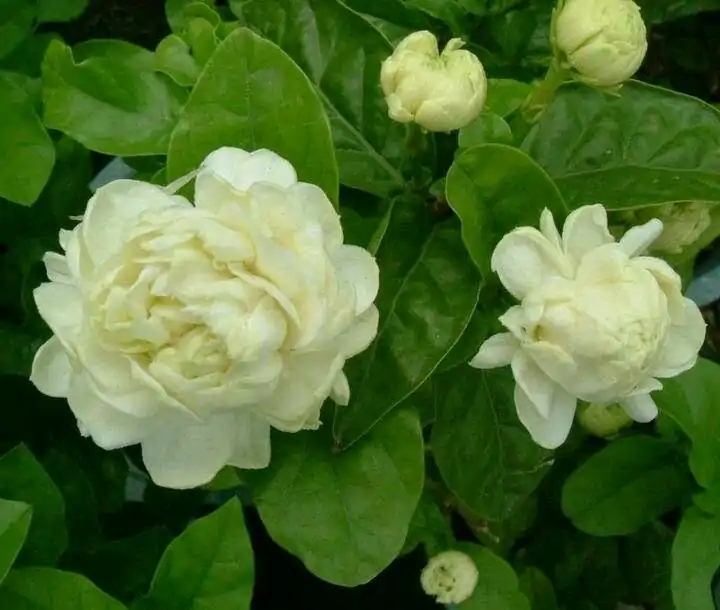 这“38种花”，当你开始收集品种时，你已入坑颇深