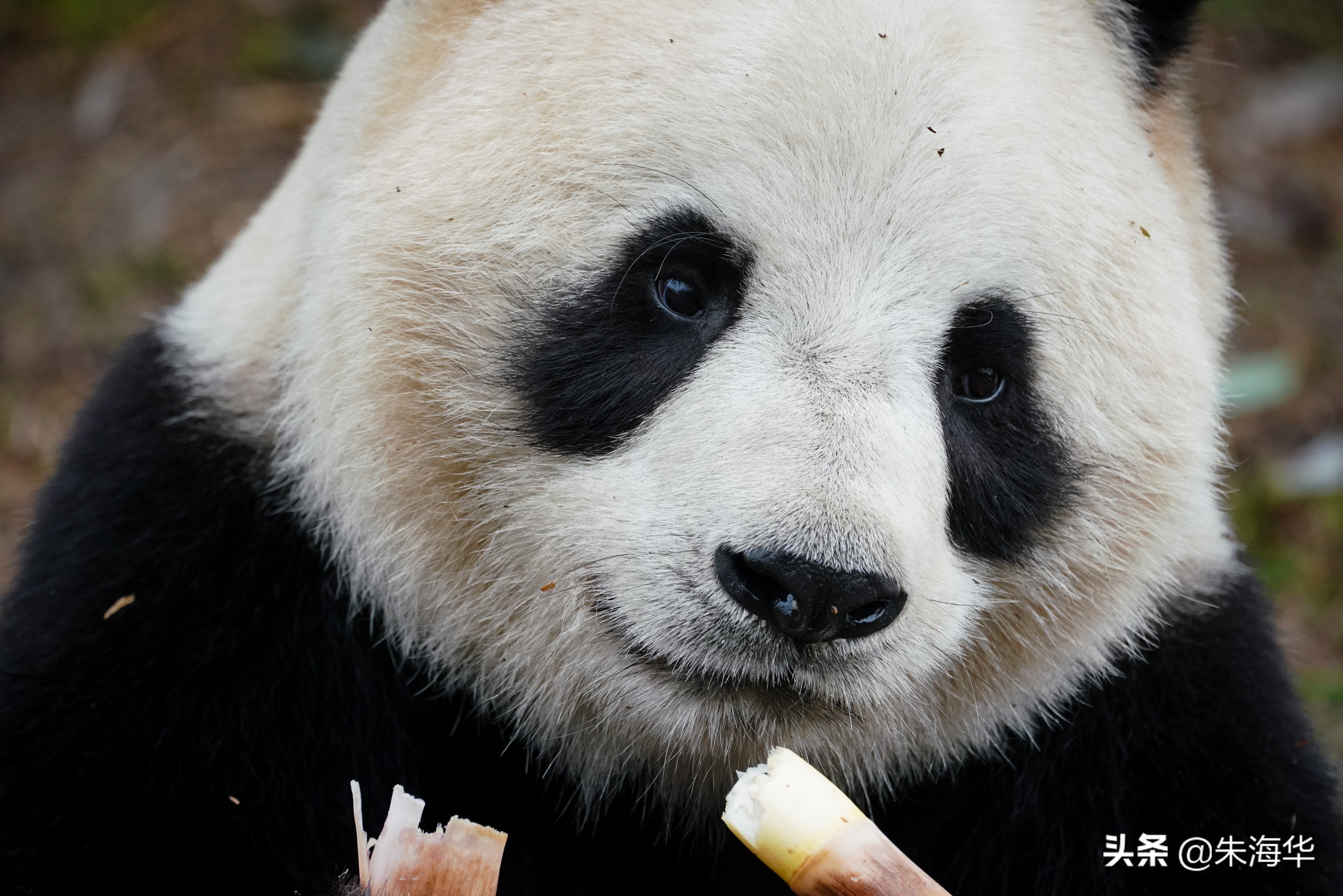 镜头记录：“它们”和我们