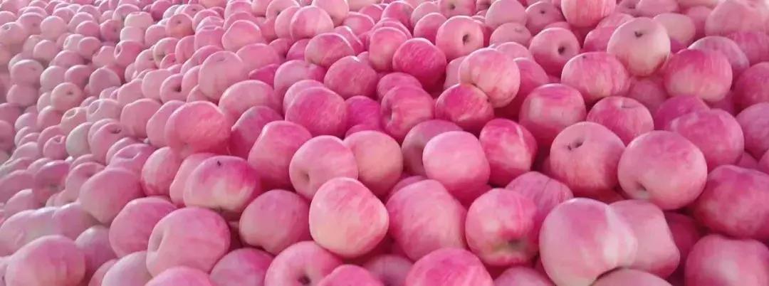 苹果产业高产品种,适合山东种植的高产苹果品种