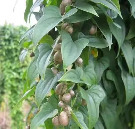 广西被低估美食,广西被低估的景点