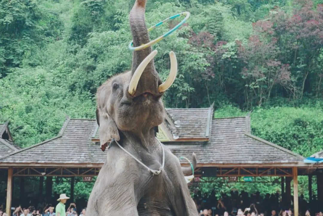 被冠以“素质低”的中国游客，如今成了一些国家最为思念的亲人