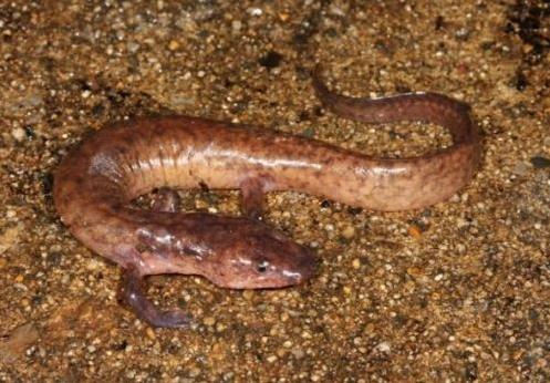 地球最奇特的沙漠,地球上最优越的气候是什么气候