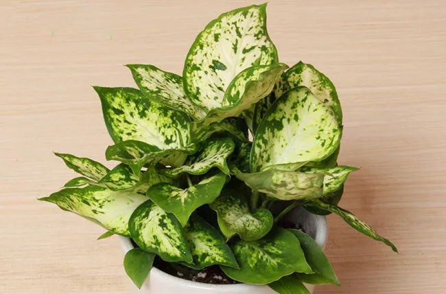 吸油烟和甲醛的植物,住新房有什么植物能去甲醛