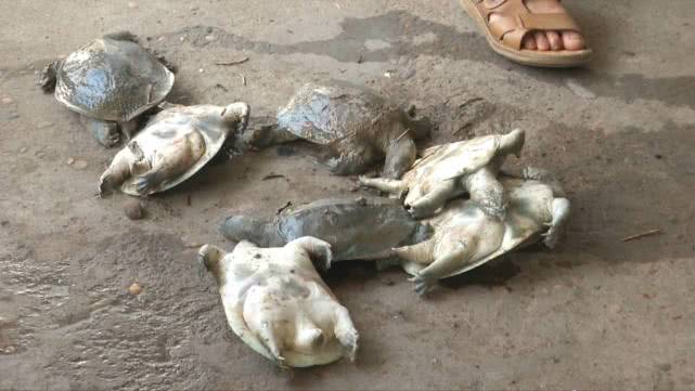 甲鱼每天都死亡是缺氧吗,甲鱼大量死亡怎么办