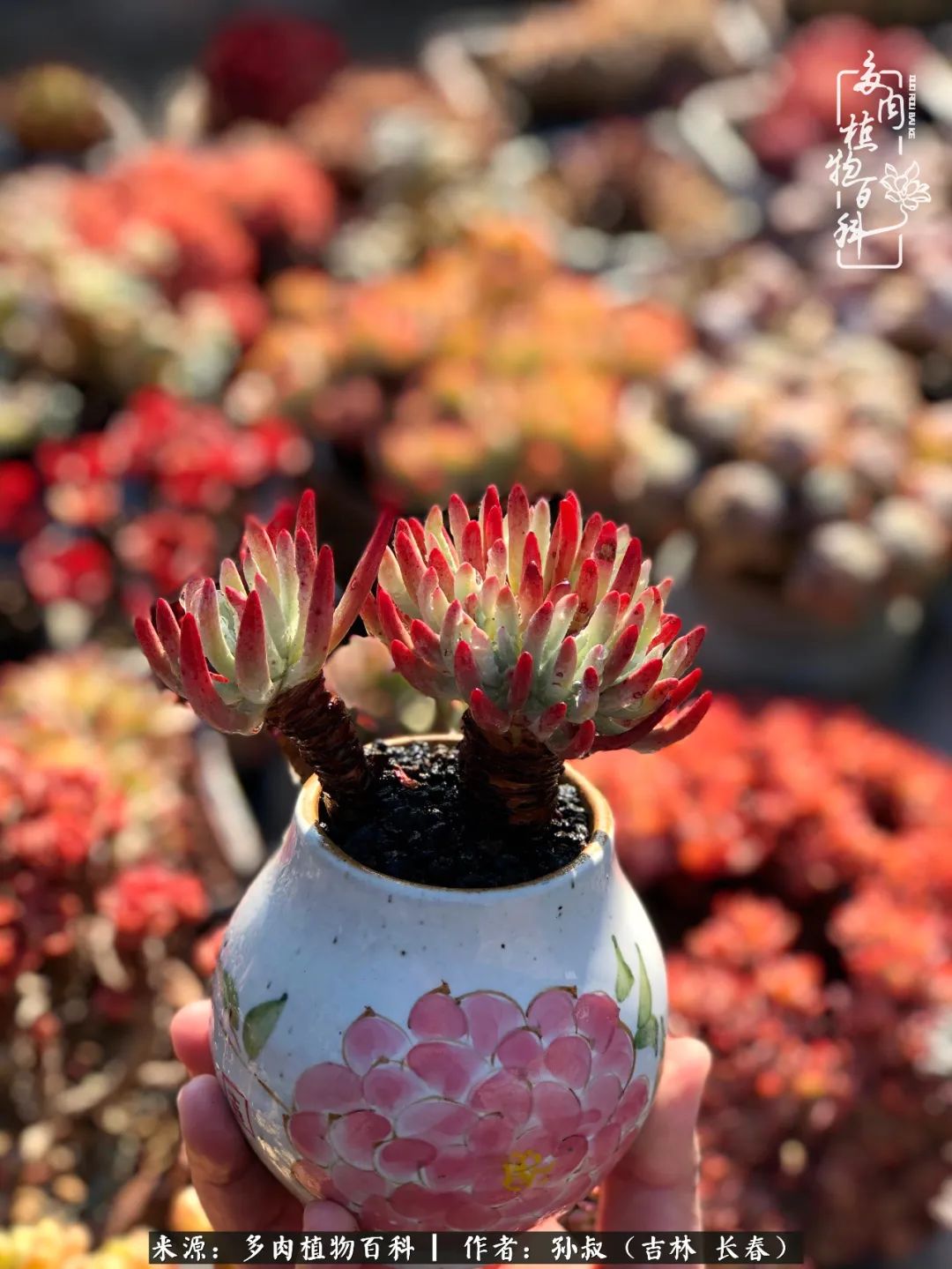 与多肉一起成长,与多肉相伴