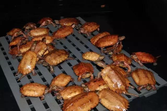 八角灵龟是不是保护动物,锯缘龟八角灵龟