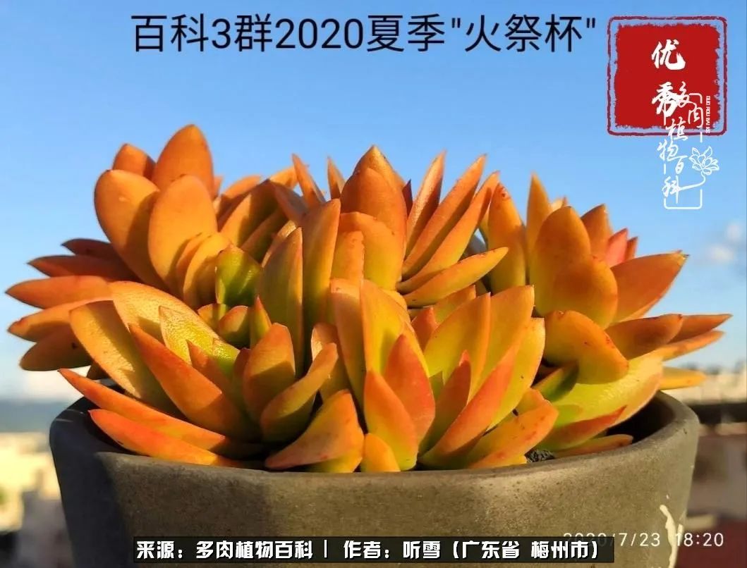 爱上多肉精致生活,爱上多肉我们的减压法宝