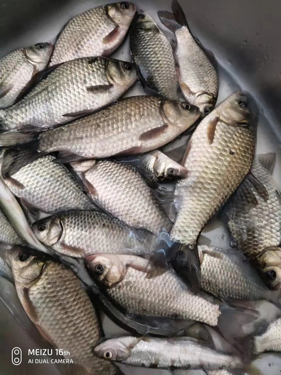 串钩蚯蚓冬季野钓鲫鱼最灵钓法,串钩挂蚯蚓能钓大板鲫吗