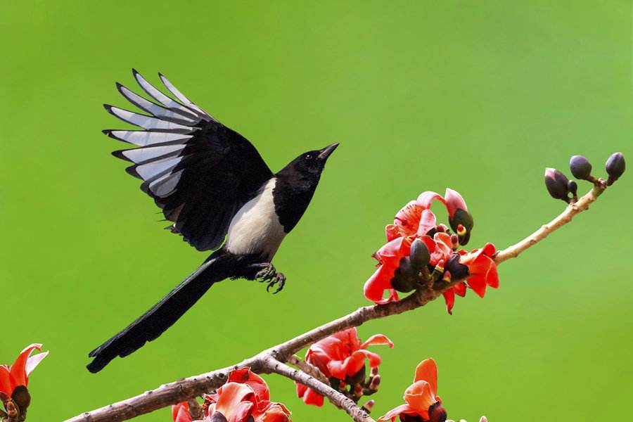 过去村民们都喜爱的喜鹊，为啥却被厌烦了？老农提出了解释