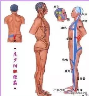 十二经筋连接动态图,十二经筋的图解