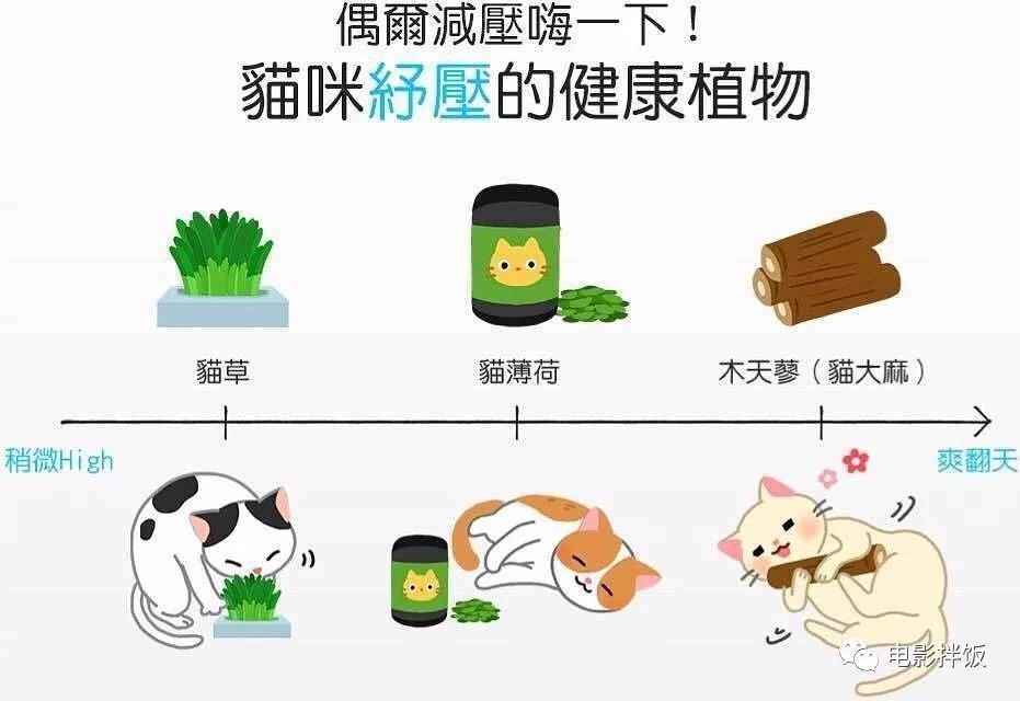养猫怎么喂养小猫,新手养猫准备接猫咪需要买什么