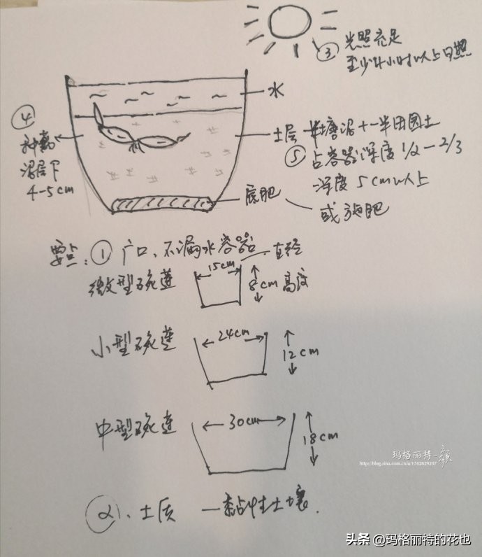 种碗莲要注意的几点,碗莲需要重复种植吗