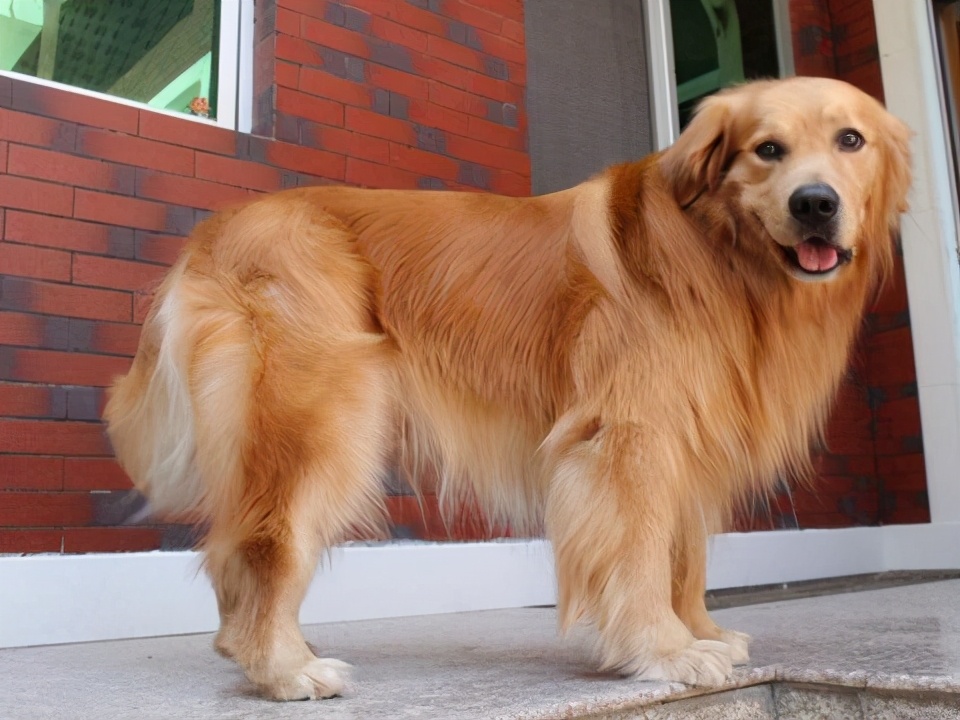 金毛为什么总是拉软便,一个月金毛拉软便怎么办