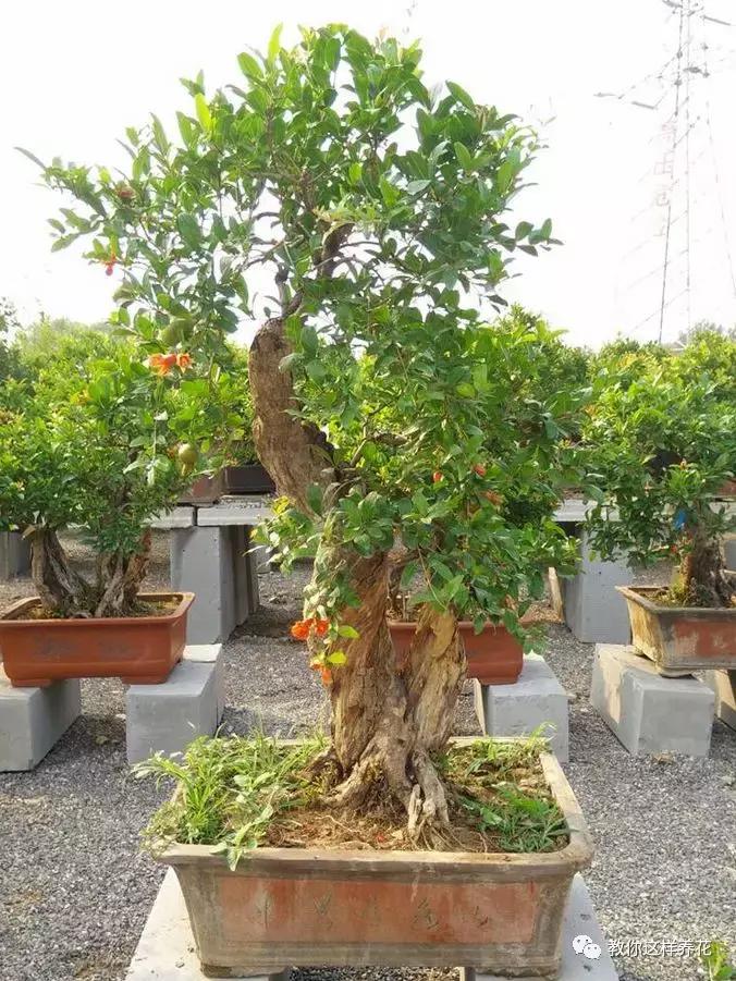 石榴树树干修剪视频,石榴树修剪枝条的方法