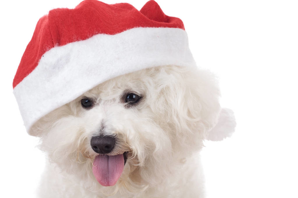 比熊犬从多大开始养比较好,比熊犬为什么不建议养2个月大