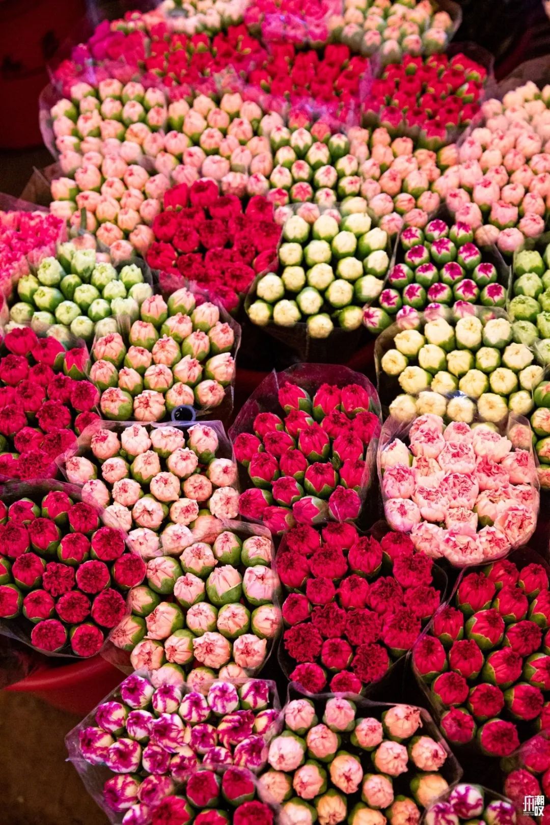 深夜去广州的花卉市场买花,如何逛斗南花卉市场买花便宜