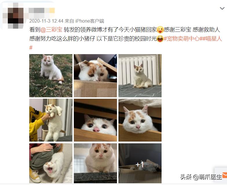 全网最可爱猫整天撒娇卖萌,全网最委屈的猫