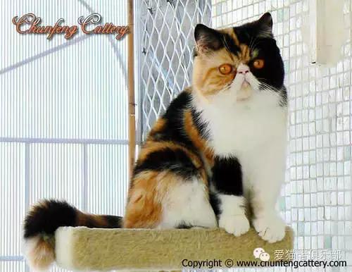 加菲猫的品种怎么分类图片,红虎斑加菲猫和什么花色配
