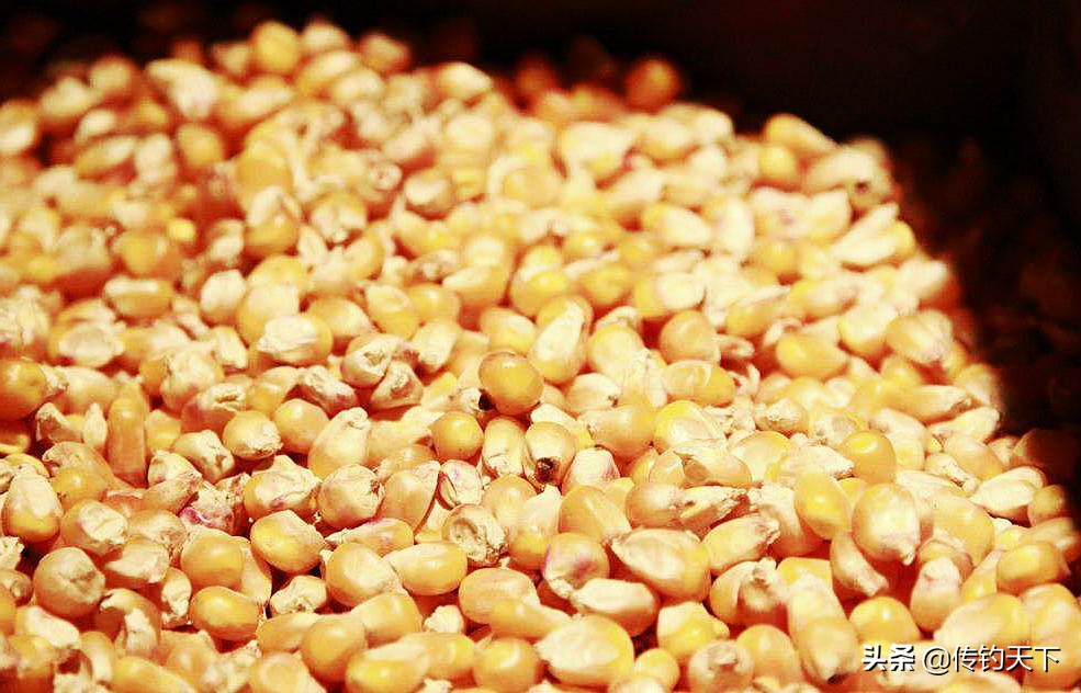 用老玉米做窝用什么做钓饵,自制玉米窝料没泡直接煮