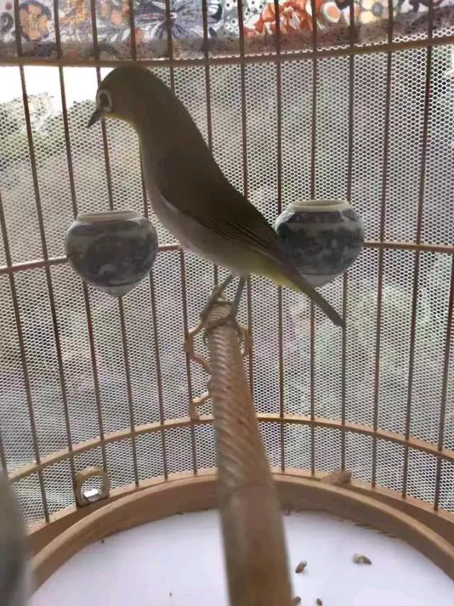 绣眼鸟性子烈好吗,绣眼鸟对气味敏感吗