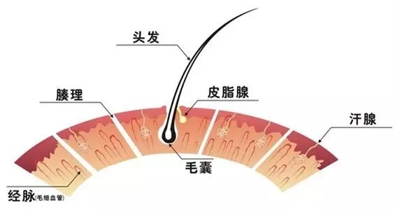 脱发毛囊没闭合怎么治疗,脱发毛囊闭合怎么办