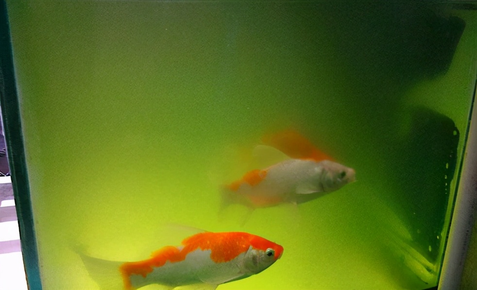 鱼缸黄水绿水怎么处理,鱼缸绿水和黄水如何处理