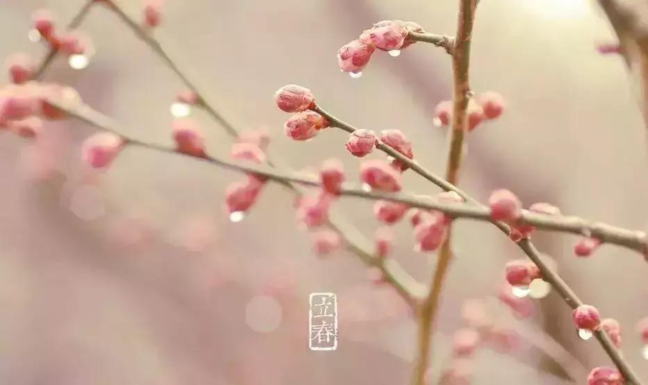 闻香寻梅最新图片,闻香寻梅最新视频