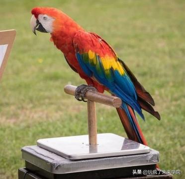 熊猫称完体重后自闭,当熊猫称完体重自闭