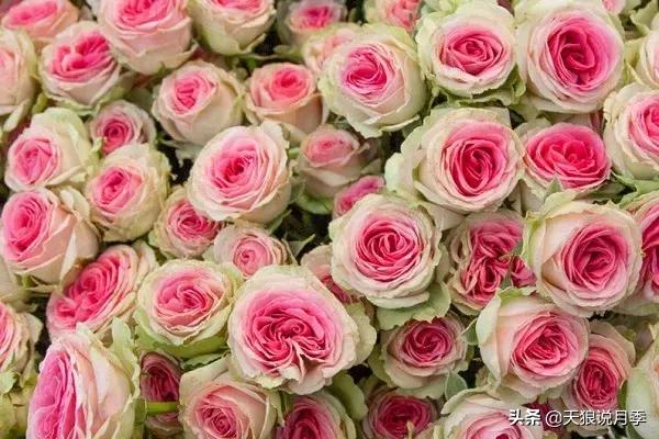 美得如此高端大气上档次,美得如此的高雅