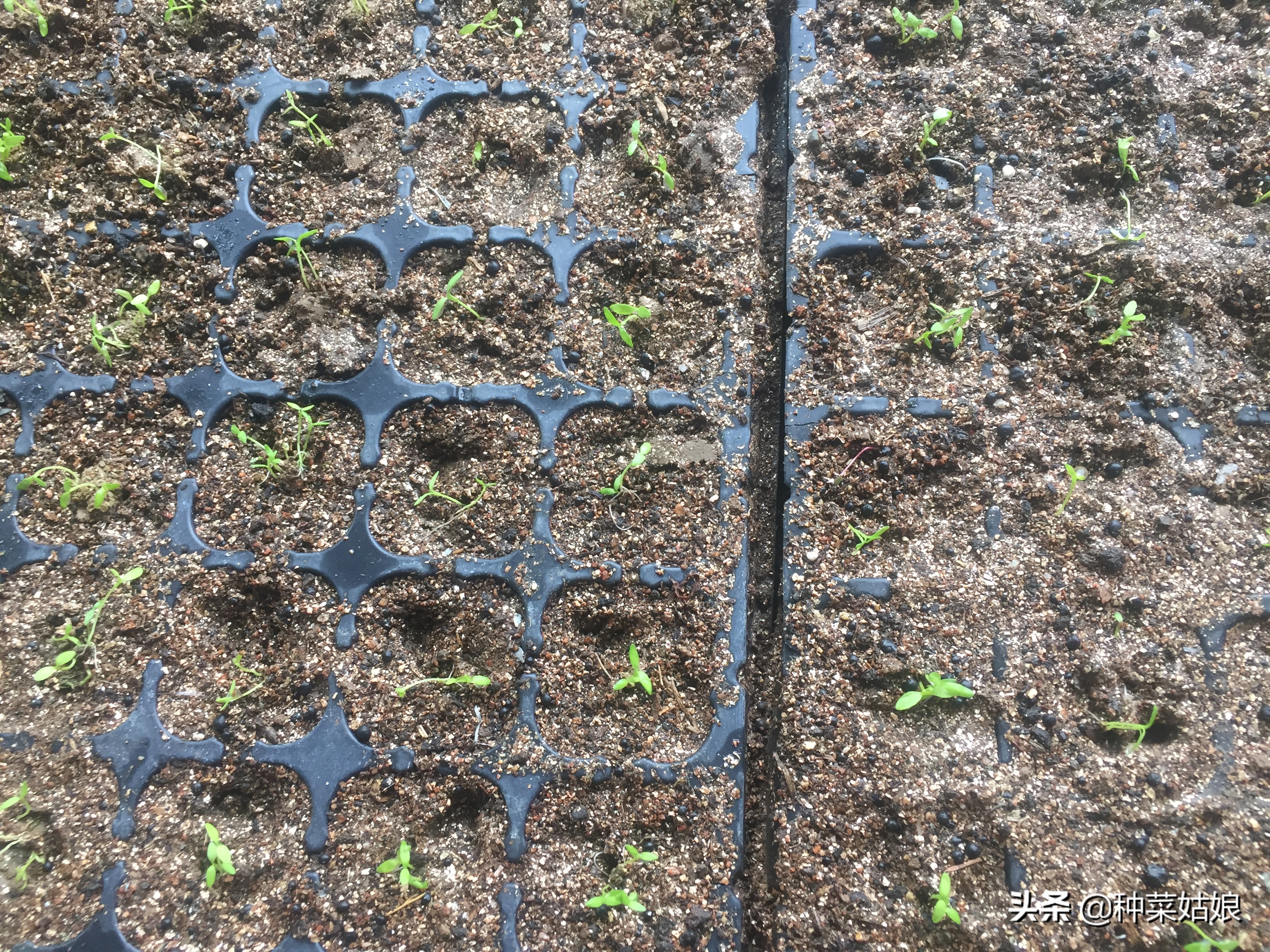 种菜出苗以后怎样管理,种菜出芽了怎么办