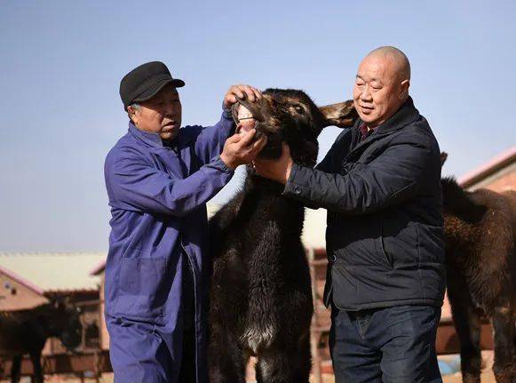 养驴发家致富能人,矿山老板致富项目