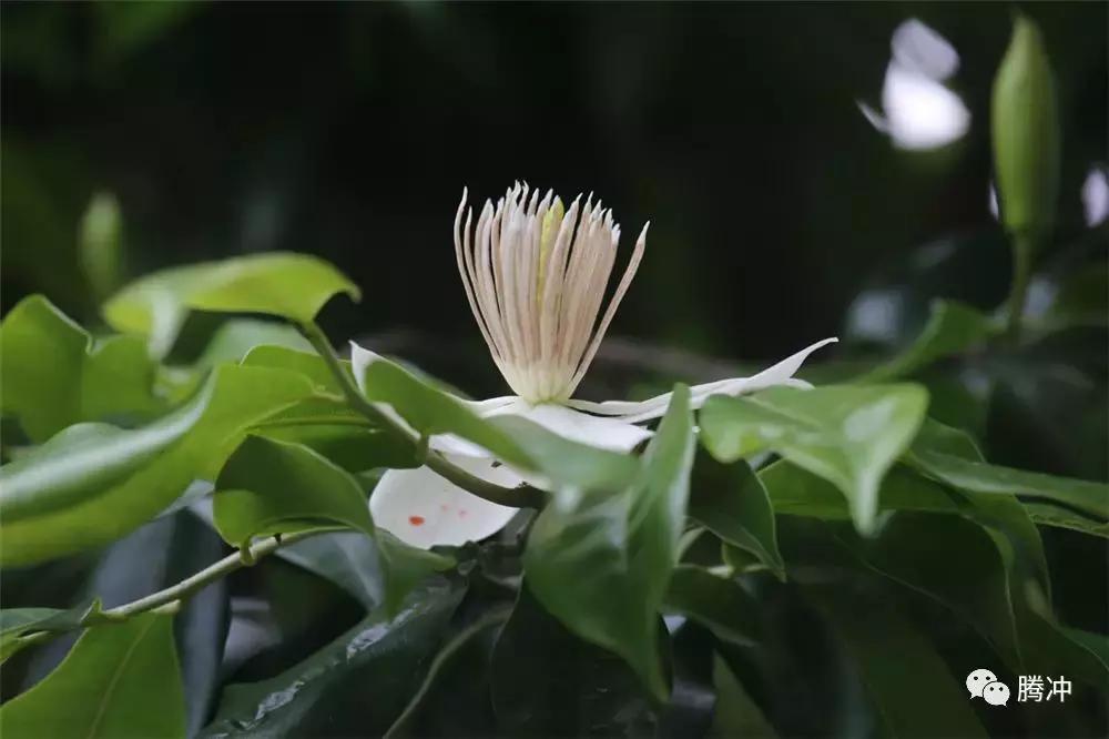 云南腾冲景区图片,云南腾冲山清水秀好风光