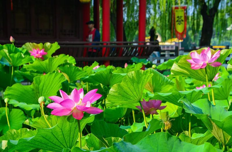 夏季最美荷花在哪里,山东最漂亮的荷花
