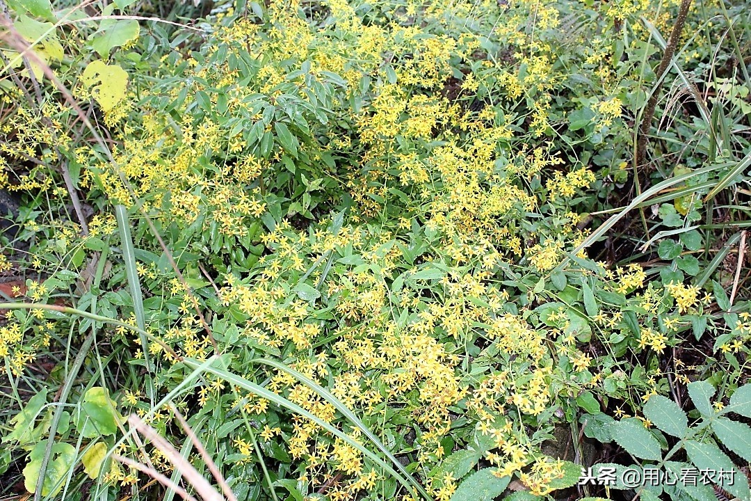 乡间小黄花,农村路边小黄花