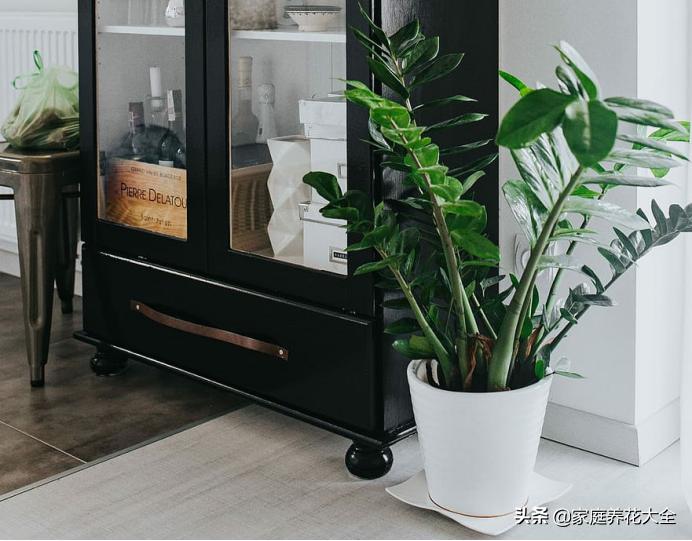 冬季室内干燥如何增加室内湿度,室内温度太干燥怎么保湿