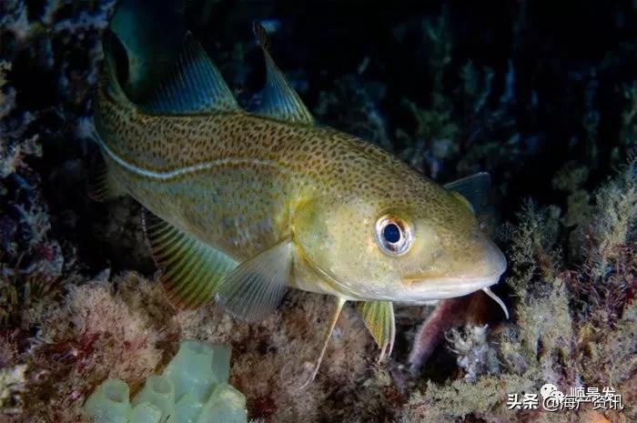 春节必买的海鲜,一年四季海鲜怎么选