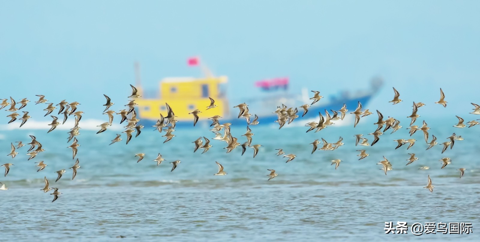 鸟类图片大全大图观赏,鸟类照片合集